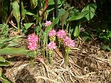 Heliconia pink